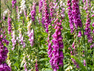 Fingerhut in verschiedenen Farbe im Sommer im Wald
