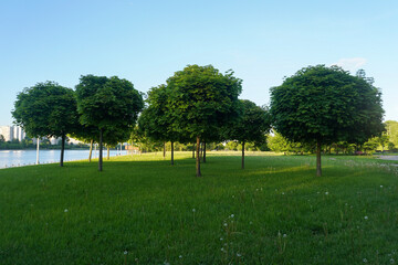 Group of green round trees and green lawn in summer park