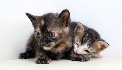 portrait of two small and mongrel kittens on a white background