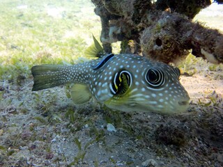 baby puffer fish © Ayman