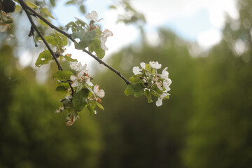 Springtime concept with blooming tree branch by blurred background