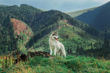 Siberian husky dog is outside with mountains and wood on background