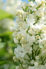 Lush inflorescence white lilac dissolved