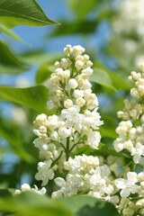 Lush inflorescence white lilac dissolved