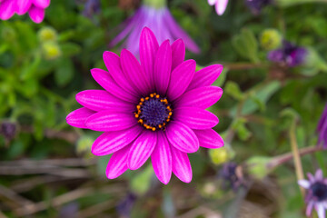 Obraz premium flor morada