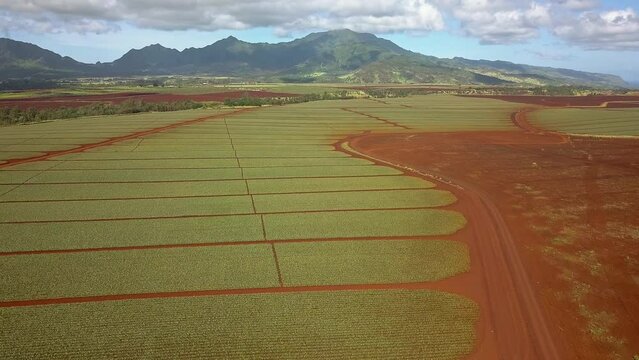 Aerial view of pineapple fields at Dole Plantation in Oahu Hawaii