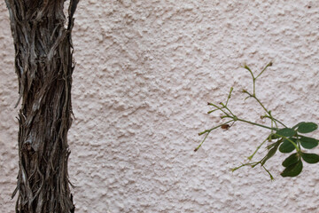 tronco de árbol en pared