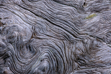 Tronco secco di larice