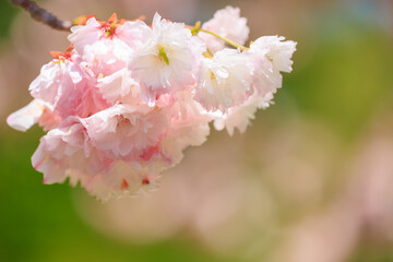 かわいい桜の花々とカラフルなボケ背景