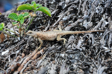 Tree lizard at Natal's beach, Natal, Rio Grande del Norte, Brazil