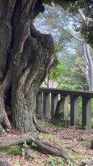 Ancient tree at the Yushima shrine established in the 17th century, the landmark flourished as Confucius temple, now rebuilt into a shrine where people worship for success in educational area.  Shot t