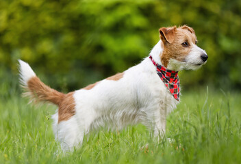 Trained happy jack russell terrier pet dog waiting, listening in the grass. Puppy unleashed obedience training.