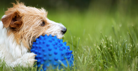 Playful happy cute dog puppy chewing, playing with a toy ball in the grass in spring. Pet care banner.
