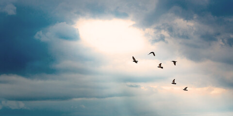 birds flying to the light hold on the cloud with light ray on blue sky background, peace and light...