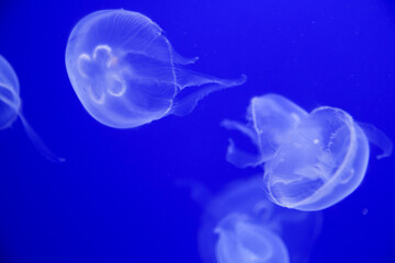 playing jellyfish