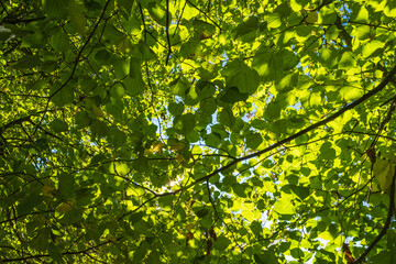 Lush green tree branchlet with sunshine