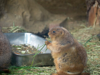 prairie dog eating