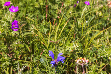 Northern dragonhead flower on a sunny meadow