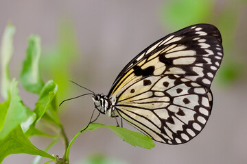 macro farfalla