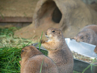 prairie dog eating
