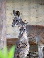 kangaroo and baby