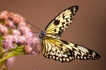 macro farfalla