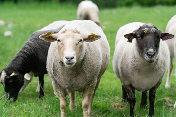 Naklejka na ściany i meble Photo of sheep eating grass in a field