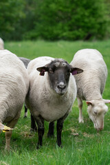 Photo of sheep eating grass in a field