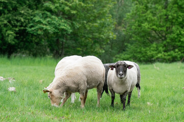 Photo of sheep eating grass in a field