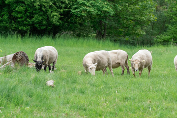 Naklejka na ściany i meble Photo of sheep eating grass in a field