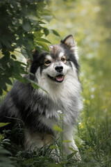 Obraz premium Portrait of a Finnish Lapphund dog outdoors