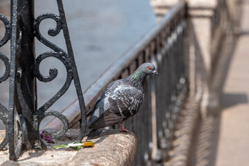 Pigeon in the city on the canal bank