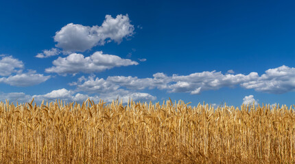 Golden wheat  with ripe ears on blue summer sky, landscape banner, ideal for poster with copy space