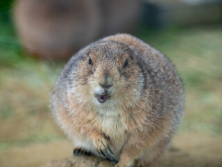 prairie dog eating
