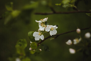spring background with white flowers and apple leaves. Blur spring blossom background.