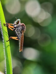 Robberfly on a leaf