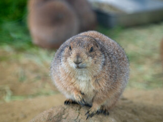 prairie dog eating