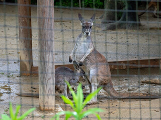 kangaroo and baby