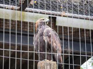 portrait of a bald eagle