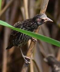 Juvenile Red Wing Blackbird