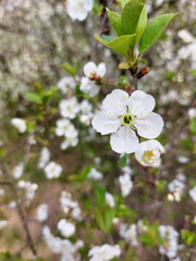 cherry flowers in garden at spring