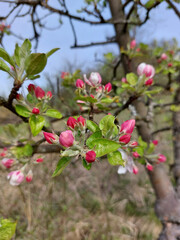 white red apple-tree flowers is blooming in garden