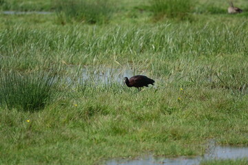 glossy ibis (Piegadis falcinellus) feeding in water meadow