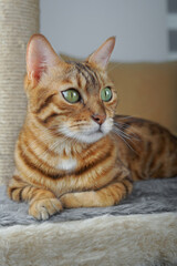 The cat lies on a scratching post in the room.