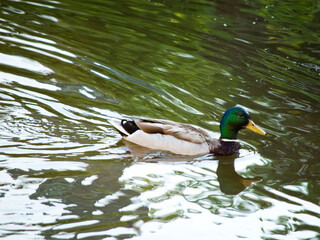 Duck taking a bath in a river.