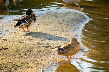 Ducks taking a bath in a river.