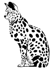 vector wild Serval on a white background