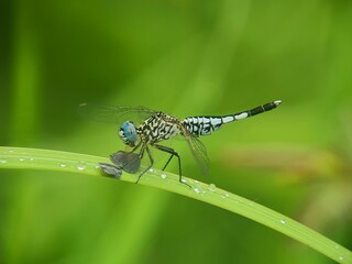 dragonfly on a leaf