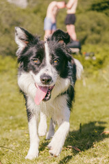 A dog enjoys a sunny day