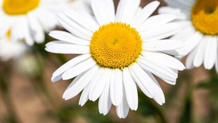 Obraz premium Chamomile or daisy flower on the green natural background, close up and macro image